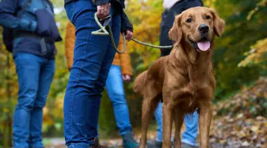 Mein Hund kommt mit!   