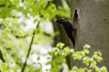 Au printemps, on observe les oiseaux en Ardenne !