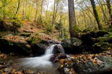 Le bain de forêt, un anti-stress naturel et gratuit