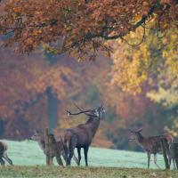 Nos bons plans pour écouter le brame du cerf en Ardenne