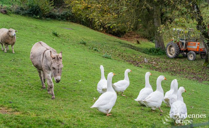 Ferienhaus in Givet (gleich hinter der Grenze in Frankreich) fr 7 Personen und 1 Hund