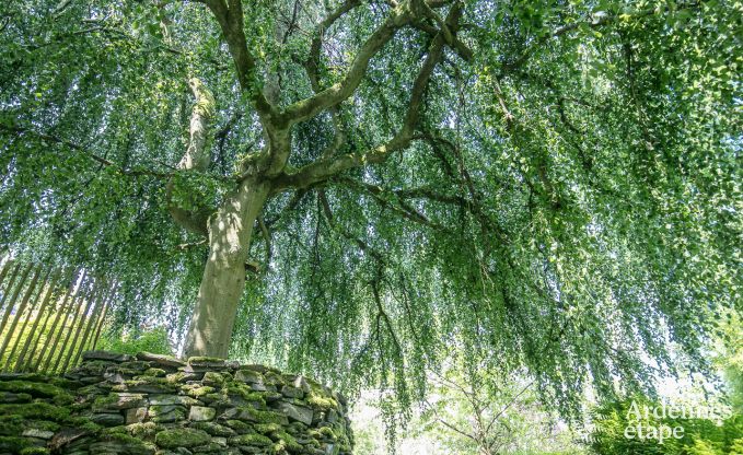 Luxusvilla Houffalize 24 Pers. Ardennen Wellness Behinderten gerecht