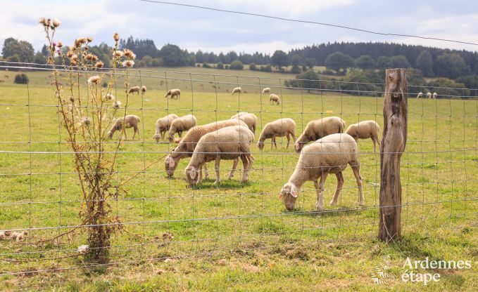 Ferienhaus Manhay 12 Pers. Ardennen Wellness