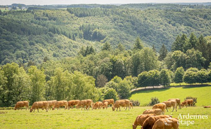 Luxusvilla Rochehaut 12/14 Pers. Ardennen Behinderten gerecht