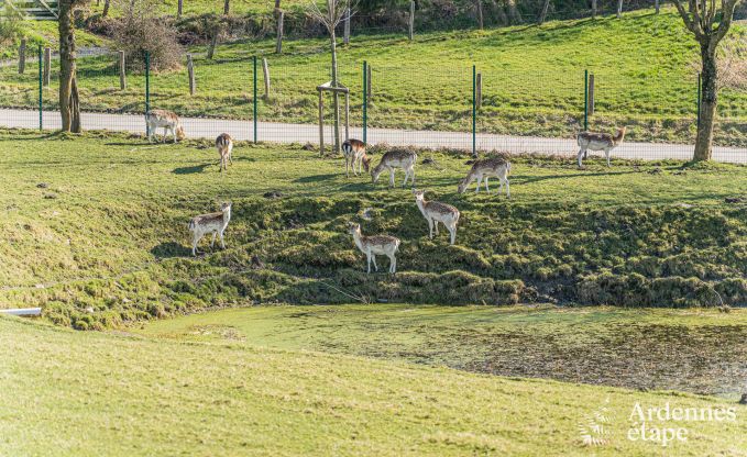 Luxurise und hundefreundliche Ferienwohnung mit Pool in Sainte-Ode, Ardennen